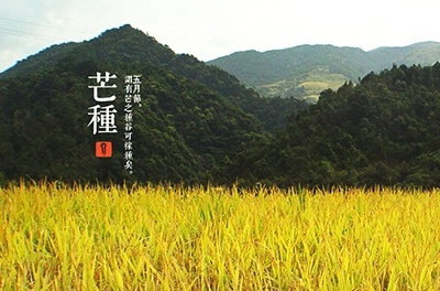芒種，忙忙栽