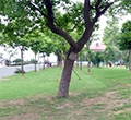 我家門(mén)前的那棵樹(shù)